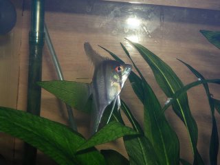Angel Fish