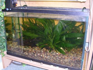 My planted aquarium
