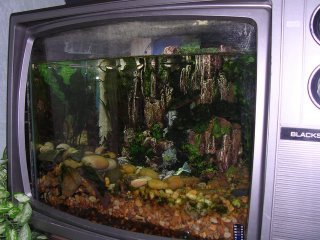 TV tank - a fish tank made out of an old TV