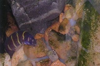 Coolie Loach