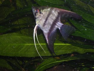 Angel Fish