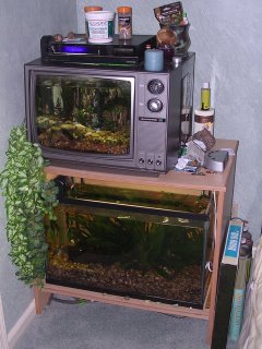 Both my planted tank and my TV tank