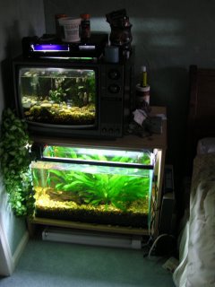 Photo of both tanks showing how much brighter the planted tank is with the new light hood.