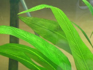 The new light hood give so much light that you can see the oxygen bubbles coming off the plant leaves