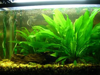 A photo of the left side of my tank.