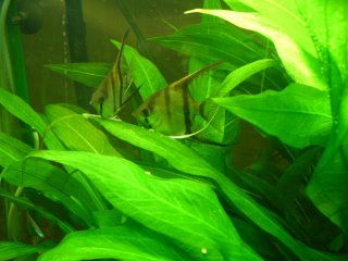 Angel Fish Spawning