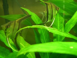 Angel Fish Spawning