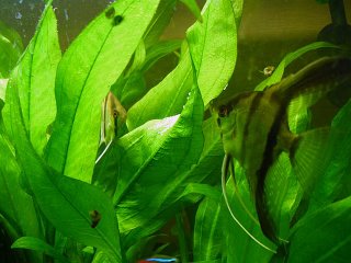Momma and Pappa Angel Fish laying their eggs