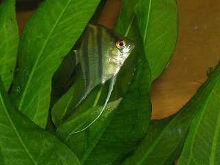 Mother Angel Fish watching her eggs
