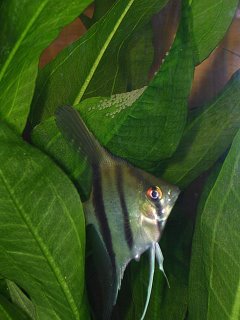 Angel Fish next to her eggs on live Amazon Sword Plant