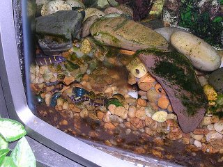 Pangio kuhlii (Coolie Loach)