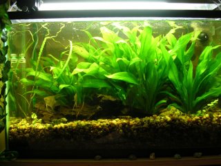 Before - an aquarium full of live plants.
