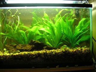 After - a little better, the tank is merely FULL