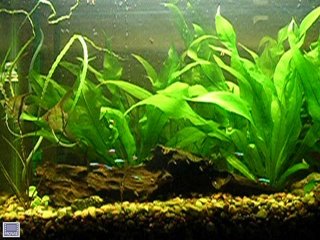 Video link to Angel Fish and Cardinal Tetras in Planted Amazon Sword aquarium