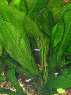 Cardinal Tetras and Amazon Sword Plants