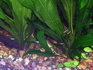 Cardinal Tetras and Amazon Sword Plants