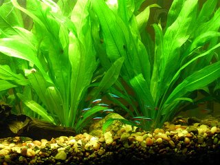 Cardinal Tetras and Amazon Sword Plants