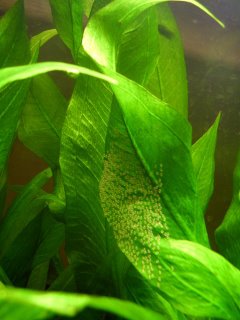 Angel Fish Eggs