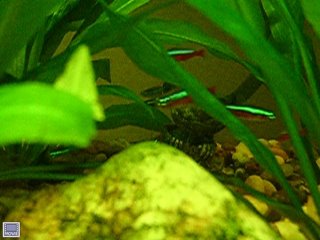 Link to Cardinal Tetra Video in a planted Amazon Sword Aquarium