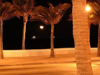 Moon and Palm Trees