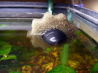 Hydor Bioflo Small Aerobic Filter sitting on the top of the water.