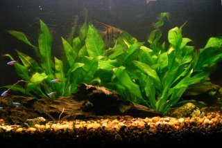 My Angel Fish and Cardinal Tetras in my Amazon Sword Planted Tank
