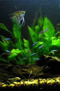 My Angel Fish and Cardinal Tetras in my Amazon Sword Planted Tank