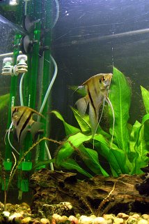 Angel Fish and filter equipment