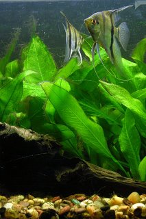 Angel Fish and Amazon Sword Plants