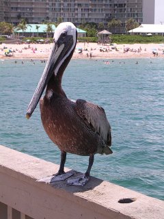 Pelican