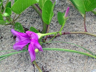 Flowers on the beach