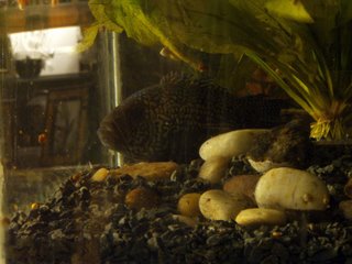 Jack Dempsey at night - the only time I saw her