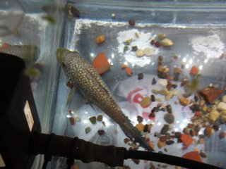 Jack Dempsey from above