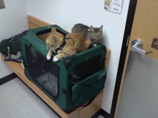 Brother and Sister hanging out at the Vet's office Brother and Sister hanging out at the Vet's office