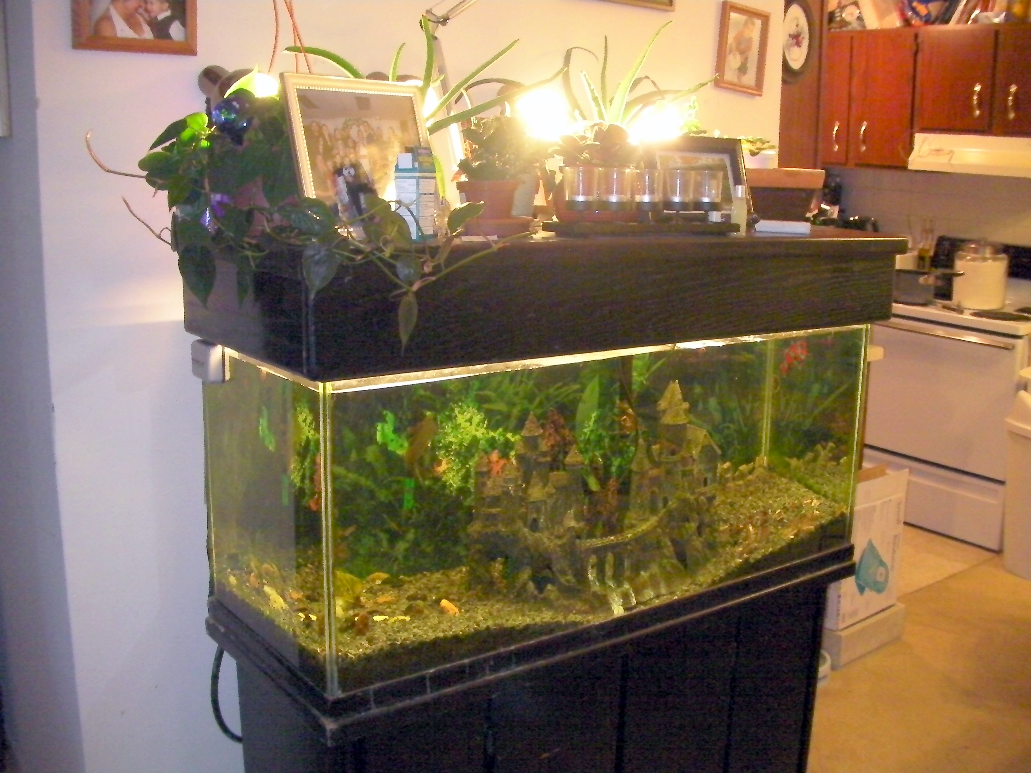 My 75 gallon aquarium in the living room before I added the aquaponics ...